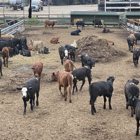 Livestock for sale in nearby .